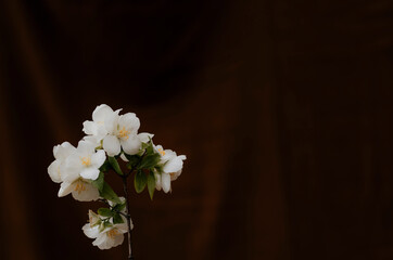 Flor blanca con fondo oscuro