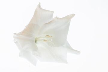 Fototapeta na wymiar Weiße Blüte einer Gladiole vor weißem Hintergrund