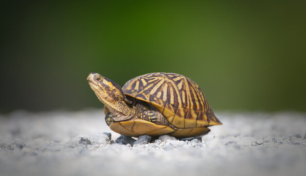 Florida box turtle (Terrapene carolina bauri) crossing white gravel path - legs in head out showing side view - Sweetwater wetlands Gainesville Florida- white and green blur background
