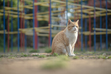 ジャングルジムの前で