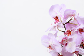Fototapeta na wymiar Pink orchid with a delicate lilac pattern on the petals - a macro photo of a flower close-up. Banner place for text, greeting card or calendar.