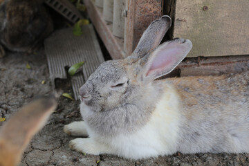 The beautiful little bunny lays out on the ground and the long green grass on the farm in the summer - the hot afternoon.