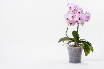 Naklejka na ściany i meble Pink orchid with a delicate lilac pattern on the petals in a flower pot. Banner place for text, greeting card or calendar, gift or flower shop