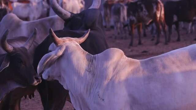 Indian cows in Cow Farm, African cows resting in a field,Cows in Goshala - protective shelters for cows in govshal,