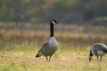 A Pair Canada Geese, Branta canadensis, resting in upland habitat in spring