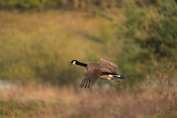 A Canada Goose, Branta canadensis, in flight with grass in the background