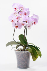 Pink orchid with a delicate lilac pattern on the petals in a flower pot. Vertical greeting card or calendar, gift or flower shop