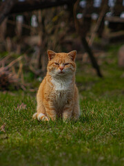 The ginger cat sits beautifully