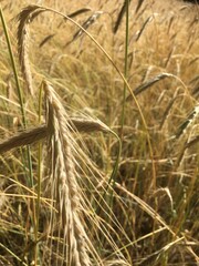 field of wheat