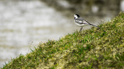 Wagtail sitting near water