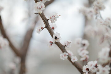 blooming apricot blooms and pleases everyone around
