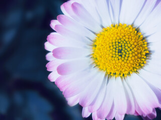 Close-up of beautiful white daisy flower on a dark blue background.