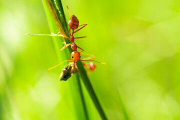 red ant, action helping for food on the branch big tree, in garden among green leaves blur background, selective eye focus and black backgound, macro