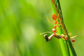 red ant, action helping for food on the branch big tree, in garden among green leaves blur background, selective eye focus and black backgound, macro