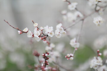 blooming apricot blooms and pleases everyone around