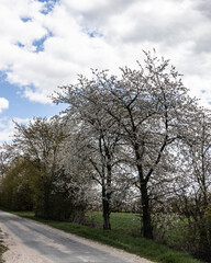 White blossoming cherry tree by the roadside