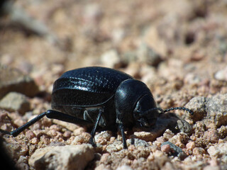 Scarabeo