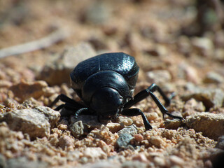 Scarabeo