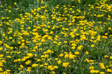 Dandelion  (Taraxacum officinale)