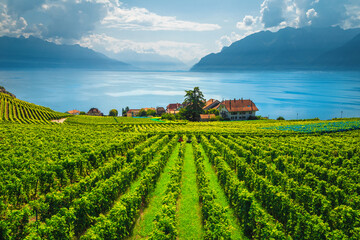 Majestic vineyards on the shore of the lake Geneva, Switzerland - obrazy, fototapety, plakaty