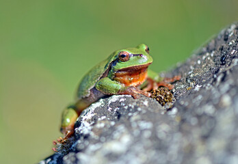 Laubfrosch