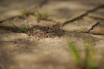 Small nest of ants in the stone floor in the sunny day