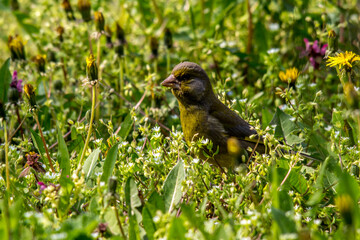 Greenfinch.  (Coeloglossum viride)