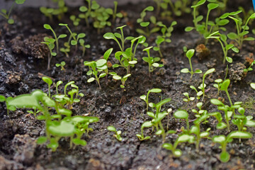 Green shoots flower seedlings in spring in pots