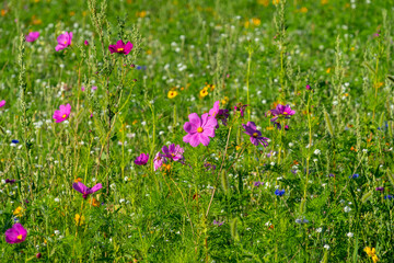 field of wildflowers with selective focus.  great field for pollination.