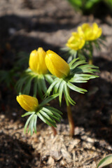 Flowers of yellow Eranthis hyemalis in the garden. First spring flowers.