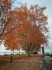  2020 - 10 - Herbst am Bodensee - Bodensee 09 