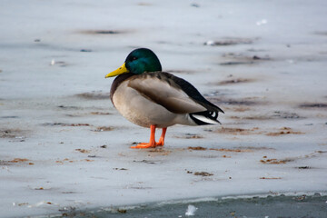 kaczka krzyżówka  © Dariusz Grochal 