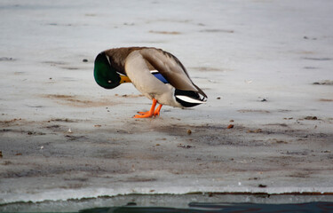 kaczka krzyżówka  © Dariusz Grochal 