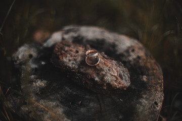 Gold wedding rings on a round wooden stump. The texture is a Brown Horizontal close frame.