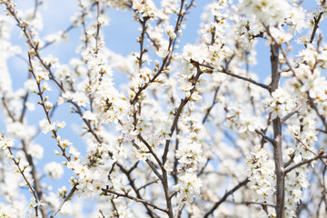 close up of white cherry blossom tree