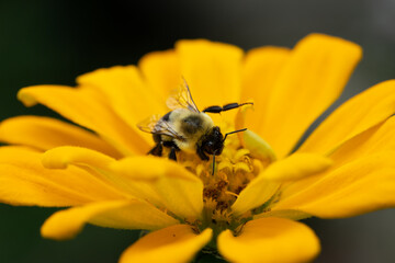 Close up macro of zinnia flower head.   selective focus and blurred background. Bee centered on flower