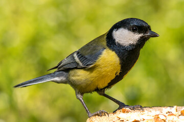 The great tit (Parus major)