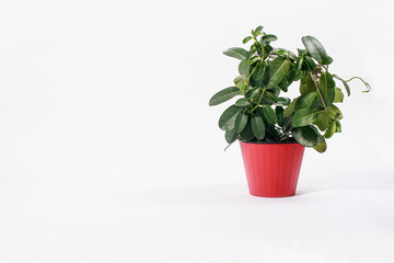 Houseplant jasmine stephanotis does not bloom in a red flower pot on a white background isolate with place for text.