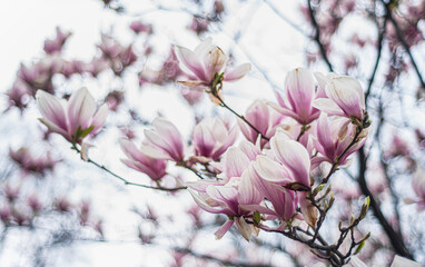 blooming magnolia in early spring, fresh buds of pink magnolia in a city park, Magnolia 