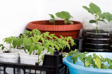 containers with seedlings of flowers and vegetables on the windowsill. gardening and planting in spring