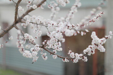 Fototapeta premium blooming apricot blooms and pleases everyone around