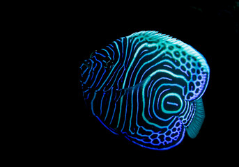 Youn emperor angel fish with electric blue colors