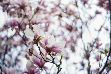 blooming magnolia in early spring, fresh buds of pink magnolia in a city park, Magnolia 