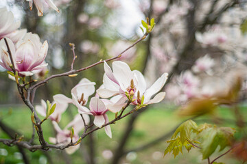 blooming magnolia close-up in early spring, fresh buds of pink magnolia in a city park, magnolia "X Soulangeana" in Uzhgorod, awakening nature, large pink flowers, copy space