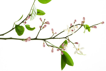 レモンの花 開花