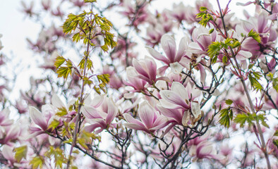 blooming magnolia in early spring, fresh buds of pink magnolia in a city park, Magnolia 