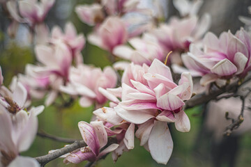 blooming magnolia in early spring, fresh buds of pink magnolia in a city park, Magnolia 