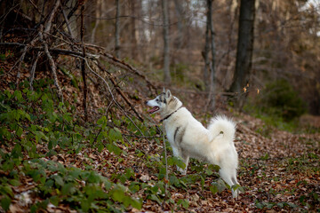 Portrait of crazy and happy dog breed Siberian husky with tonque hanging out running in the bright yellow autumn forest. Cute beige and white husky dog jumping in the golden fall forest at sunset