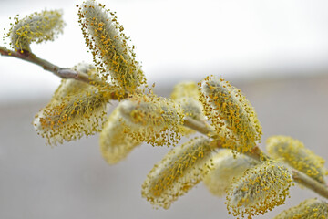 Blooming catkins of yellow willow (Lat. Sálix) in spring