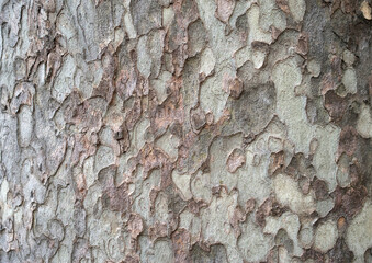 Bark of a old plane tree closeup